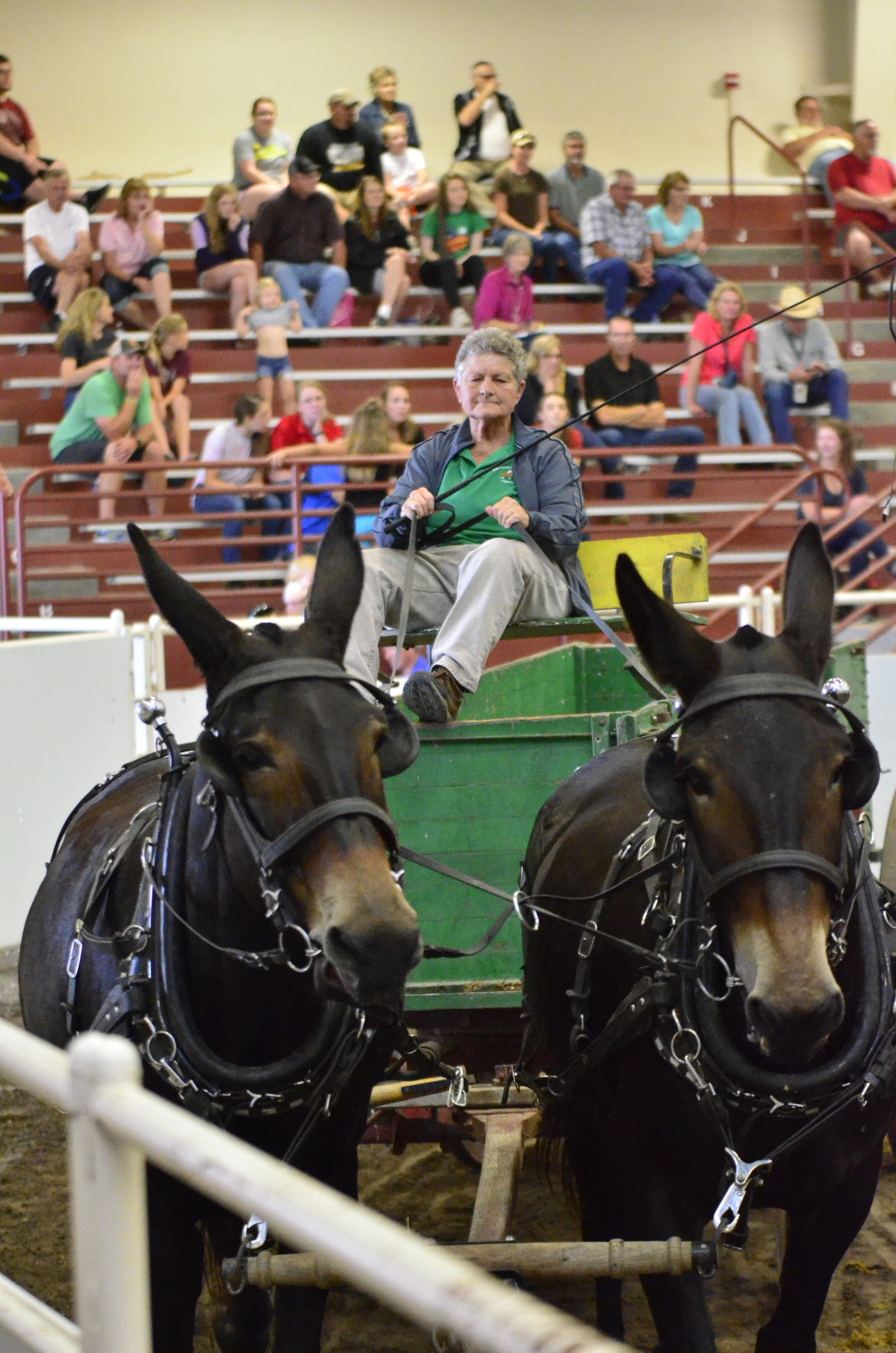 8-25-19 Draft Horse Hitch Final (79).JPG